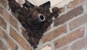 Bat Nest