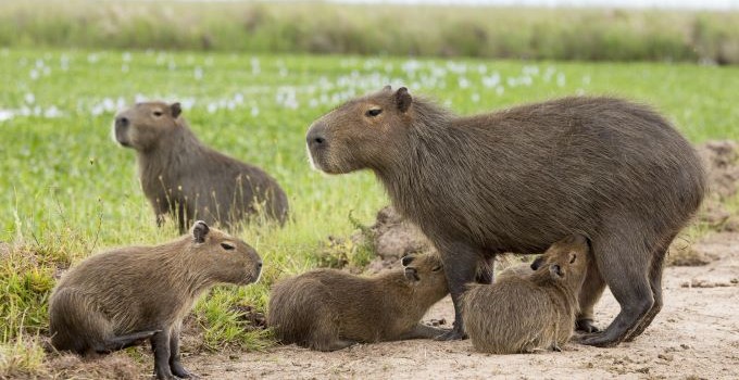 nutria pest control