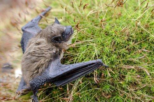 NC Bat Removal