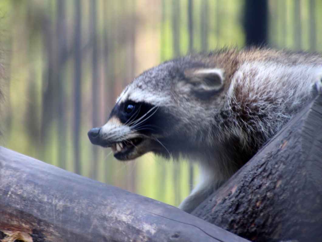 Raccoon Removal